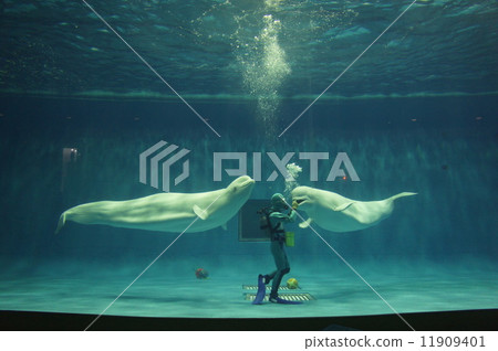 水族館 11909401