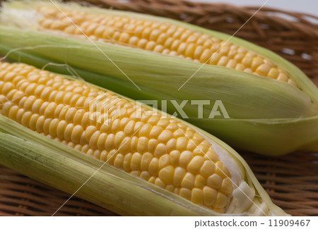 玉米 玉米 11909467