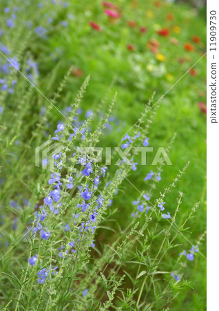 Salvia azurea and red flowers Salvia azurea and red flowers 11909730