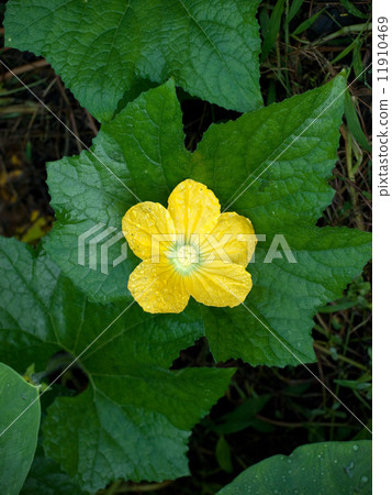 Flowers and leaves of winter gourd (scallop) (scientific name: Benincasa hispida) 11910469