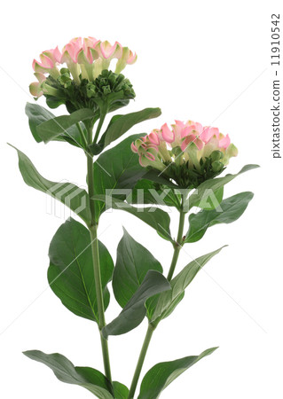 Bubarudia Bubarudia 11910542