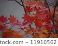 Maple  11910562