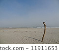 Omotehama Coast (Driftwood) 11911653