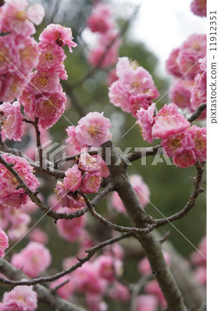 Yae cold red plum Yae cold red plum 11912351