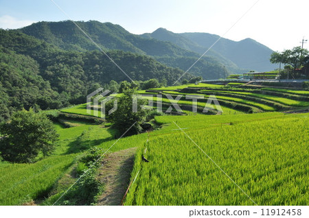 小豆島梯田 11912458