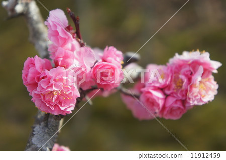 八重寒紅梅 11912459