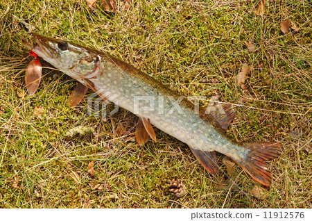 Pike Pike 11912576