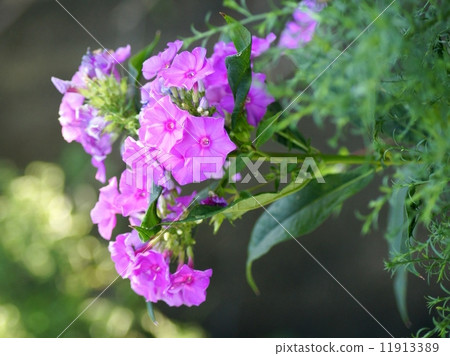 Phaka phlox (Oranglow) 11913389