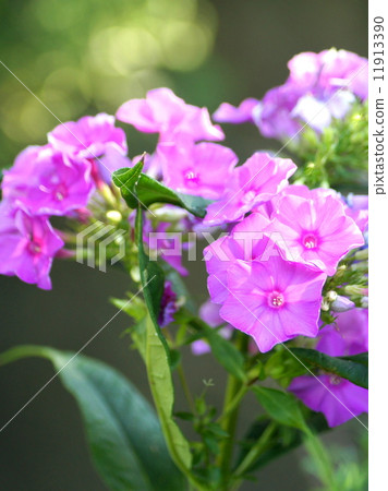 Phaka phlox (Oranglow) Phaka phlox (Oranglow) 11913390