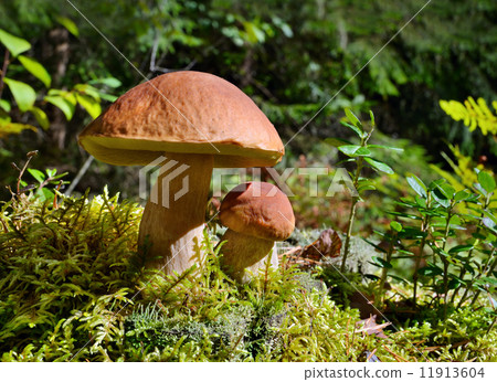 Mushrooms in autumn forest Mushrooms in autumn forest 11913604