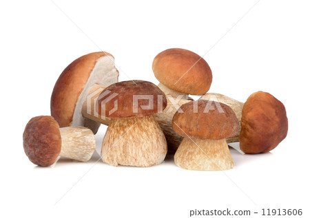 Group of mushrooms 11913606