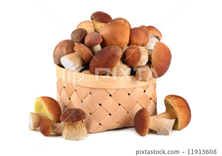 King boletus mushrooms 11913608