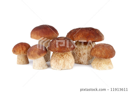Brown mushrooms 11913611