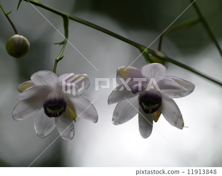 Renge shrewma (Mt. Mitake) 11913848