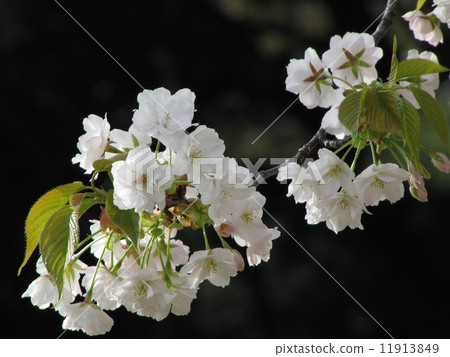 Sakura Sakura 11913849