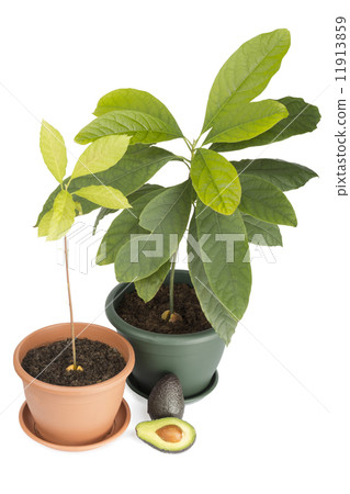 Two avocado plants and fruits Two avocado plants and fruits 11913859