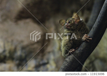 Profile of Shra Weshie Profile of Shra Weshie 11913896