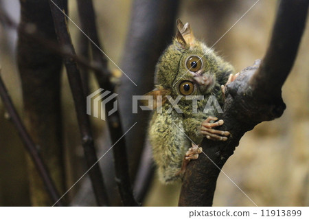 Trow a neck glasses 11913899