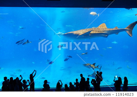 美麗海水族館 11914023