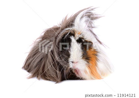Guinea pig 11914121