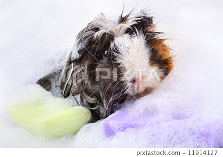 Guinea pig in bath Guinea pig in bath 11914127