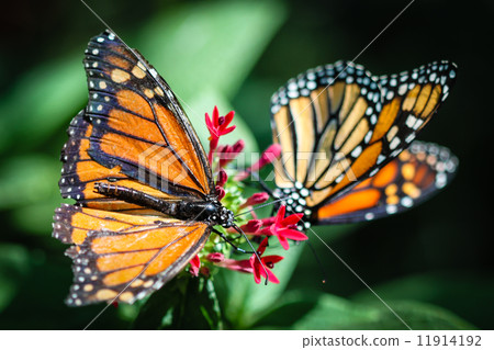 Monarch Danaus Plexippus Monarch Danaus Plexippus 11914192