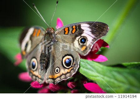 Common Buckeye Junonia Coenia 11914194