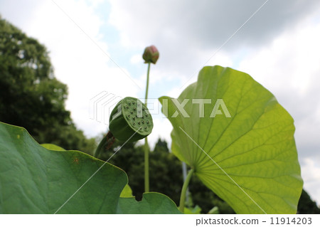 蓮花 蓮花 11914203