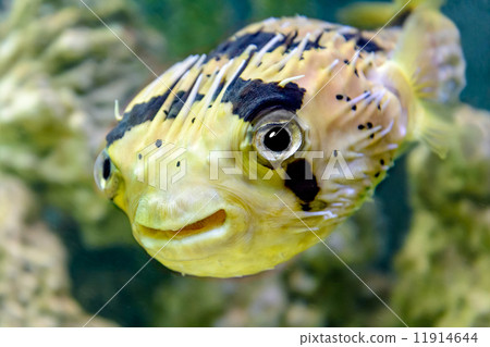 Porcupine fish Porcupine fish 11914644