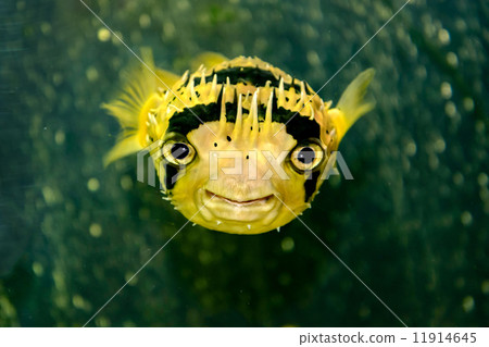 Porcupine fish 11914645