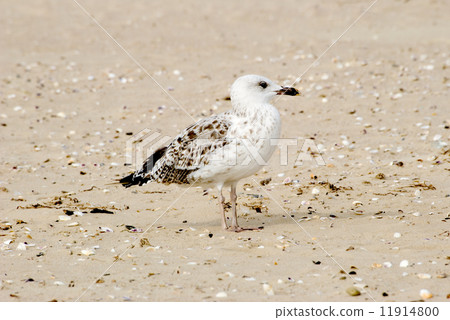 The seagull 11914800