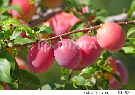 The plum The plum 11914925