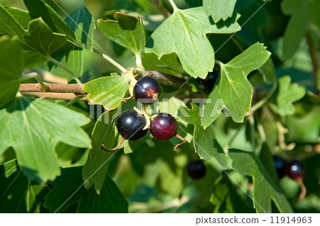 Black-currant 11914963