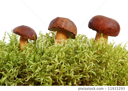 King boletus edulis 11915293