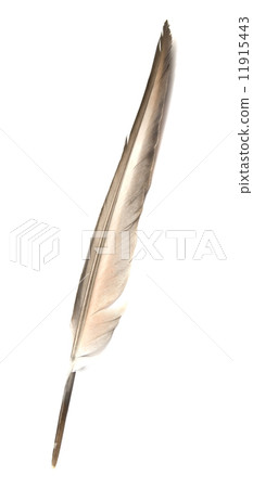 feather 11915443