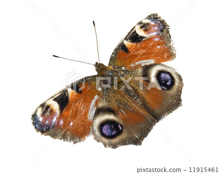 Monarch Butterfly 11915461