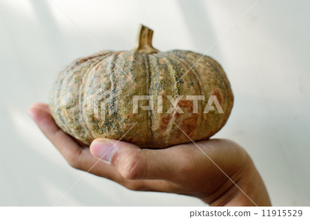Pumpkin on hand Pumpkin on hand 11915529