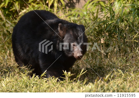亞洲黑熊 亞洲黑熊 11915595