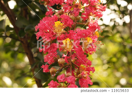 Flower of crape mybs 11915633