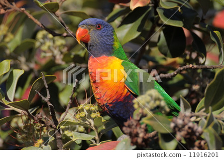 Rainbow Rolikito 11916201