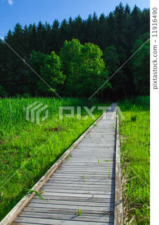 The way to the forest 11916490
