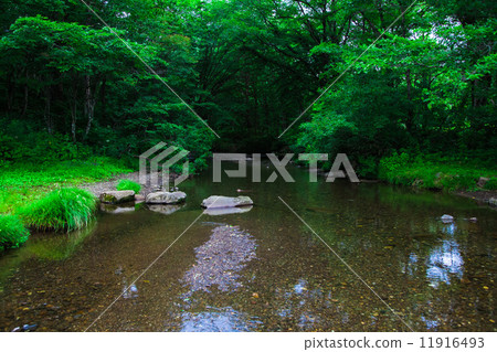 Water from the forest 11916493