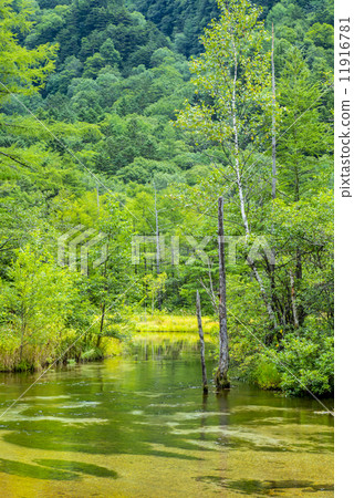 神秘的田代池塘 神秘的田代池塘 11916781