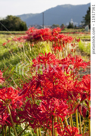 Sagano的群集孤挺花 Sagano的群集孤挺花 11917361