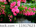 rose, rose park, bern 11917623