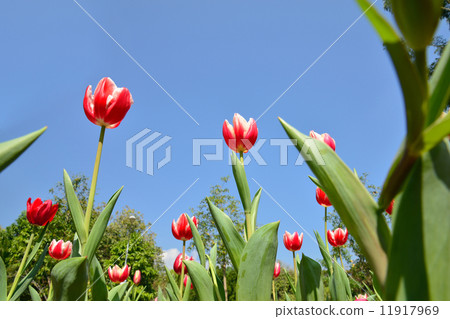 Beautiful red tulip flower, tulip in the garden field 11917969