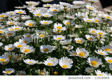 Margaret flowers Margaret flowers 11918069