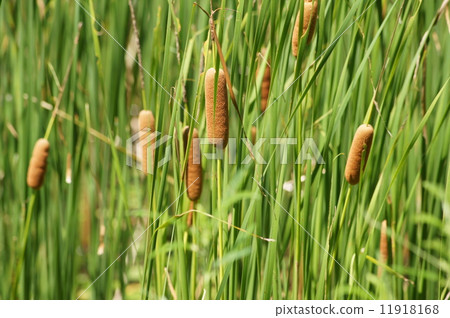 Scenery of Gama on the waterside (at Hamana Lake Garden Park) Scenery of Gama on the waterside (at Hamana Lake Garden Park) 11918168