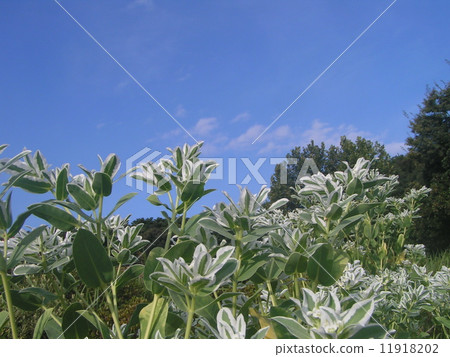 A white flower like the first snow blooming in the midsummer A white flower like the first snow blooming in the midsummer 11918202