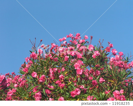 Red flowers of flowering tree oleander in Chiba city 11918235